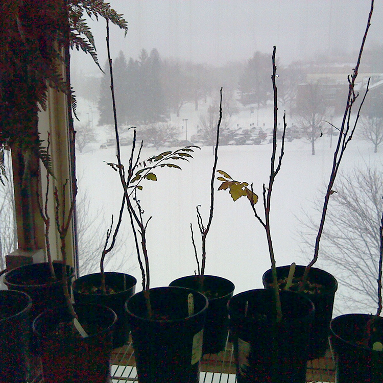 Winter in the Greenhouse