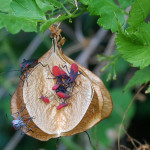 Jadera haematoloma feeding on a mature balloon vine seed pod