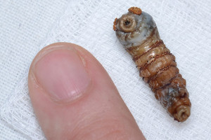 Botfly larva (image: Geoff Gallice, CC BY 2.0)
