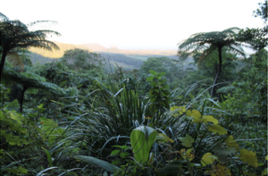 Overlooking the daintree (photo by Mary C. Parks)