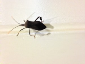 A bug in a building. 