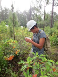 Ecologist Christine Brown researching corridor effects in the field. (image: Christine Brown, CC BY 2.0)