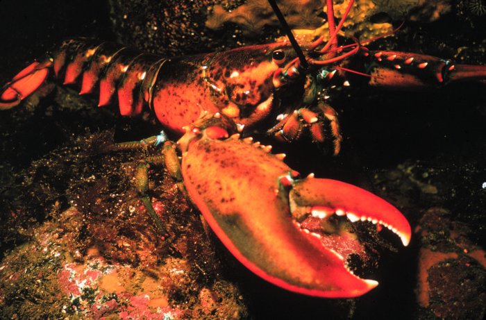 lobster in sea