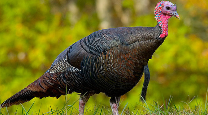 What do turkeys eat for Thanksgiving? | Bugs In Our Backyard