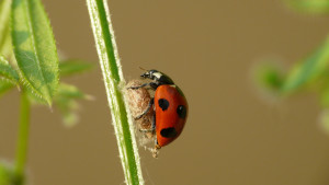 A spotted lady beetle guarding the parasitic larva of Dinocampus coccinellae. (image: coniferconifer, via flickr, CC BY 2.0)