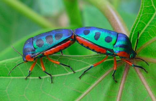St. Patrick’s Day Insects: Green, Rainbow and Gold!