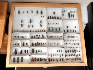 An insect display case. (photo: David R. Angelini, CC BY-SA 4.0)