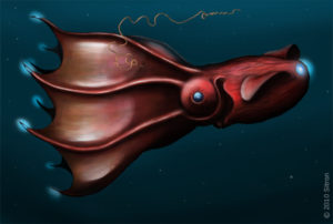 An artist's drawing of bioluminescence in the vampire squid (image by Citron, CC BY-SA 3.0)