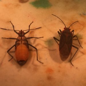 Here is a Soapberry bug under the microscope. They are currently on a plate connected to CO2 gas. The bug on the left is a female. The bug on the right is long-winged. Both are adult morphs. We record these observations in a data log. Photo by Maggie McKeon, July 2016