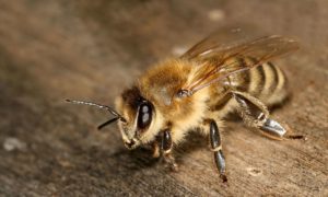 The non-aggressive honey bee species, Apis mellifera (Image: Wikipedia, CC by 2.5)
