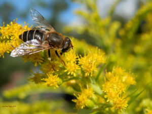 Fly (resembling a wasp) sitting on a flower (Image: Wikimedia Commons, public domain)