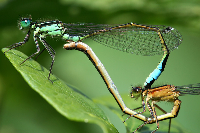 Damselfly in distress: How sexual conflict shapes behavior