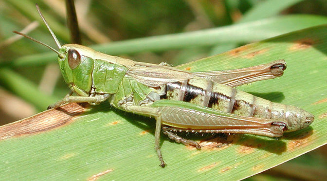 The Buzz on Insect Sound | Bugs In Our Backyard