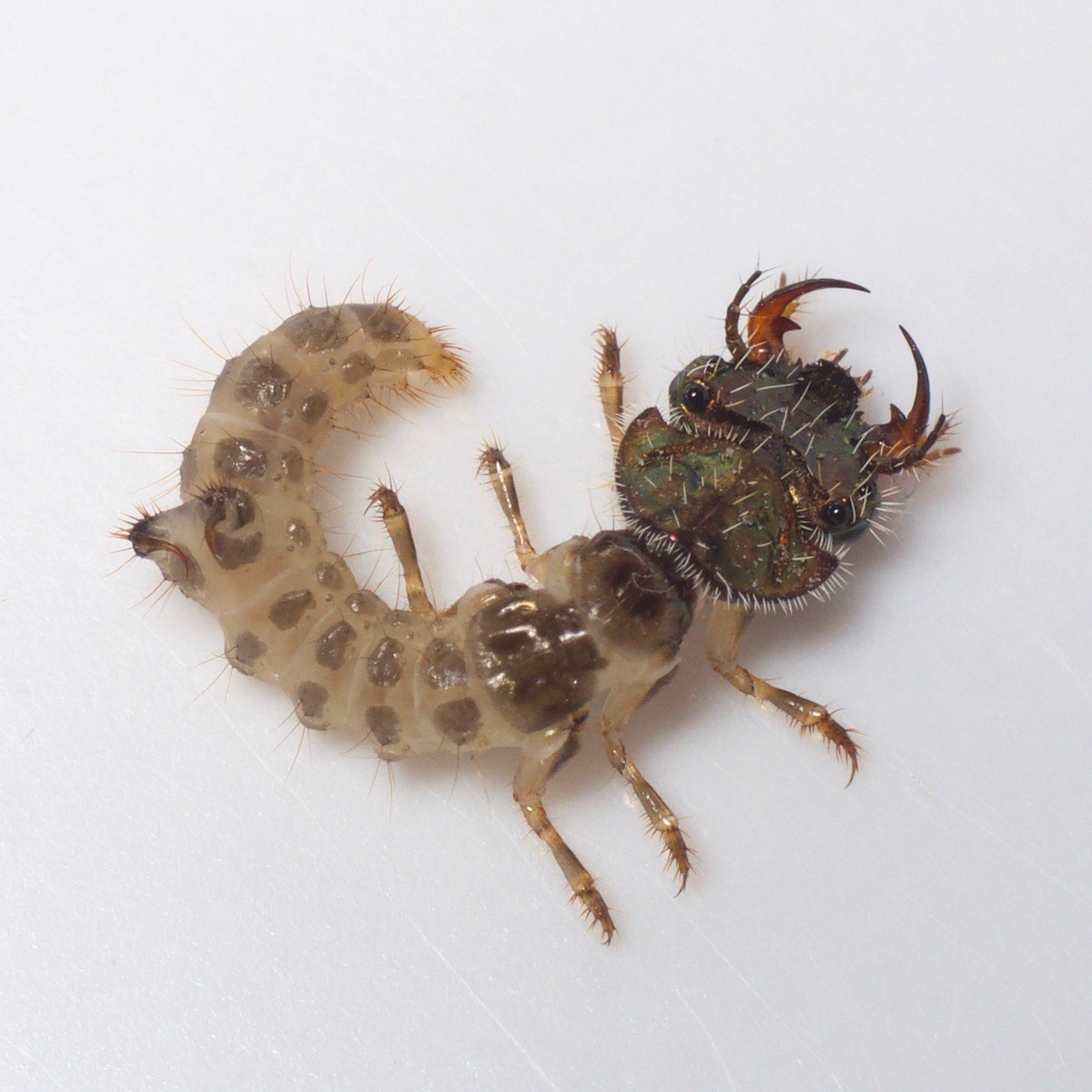 Tiger Beetle личинка. Tiger Beetle Larvae.