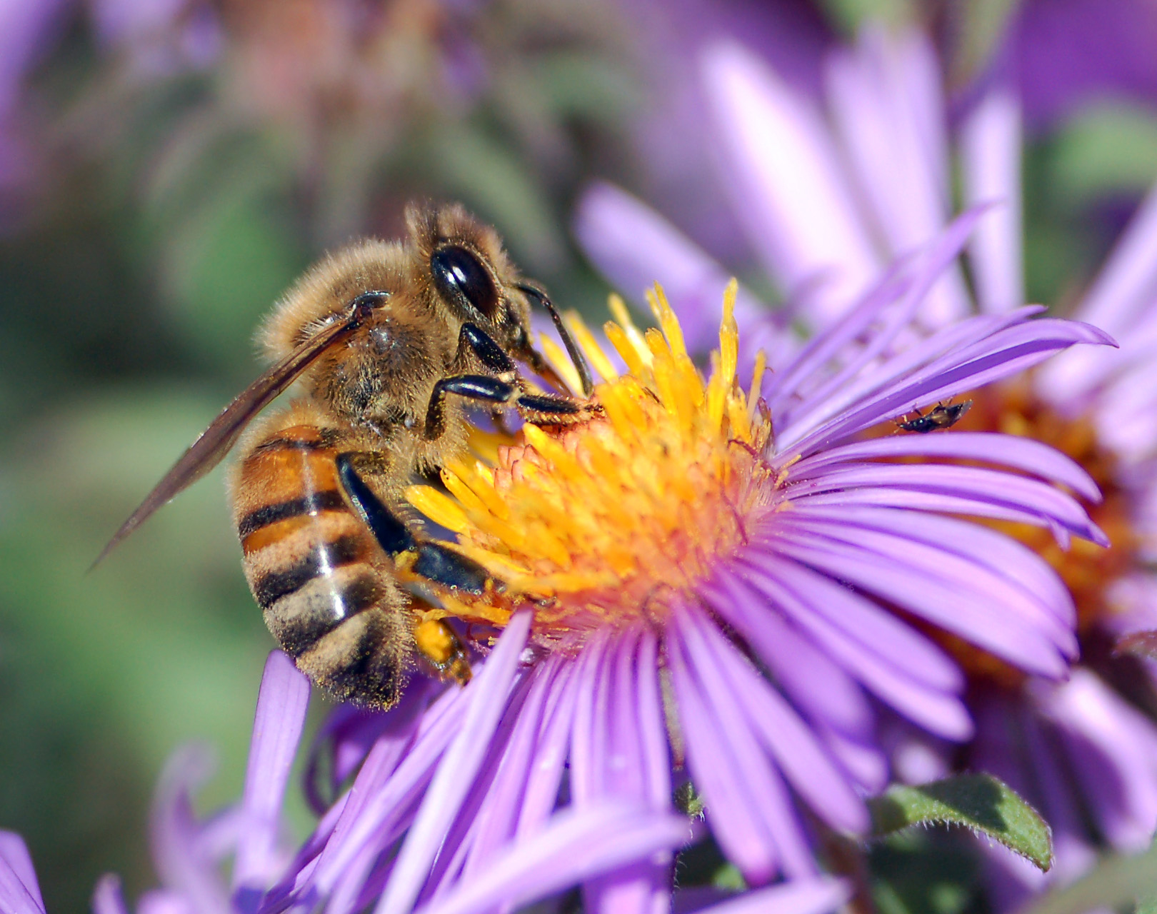 Artistic Honey Bees
