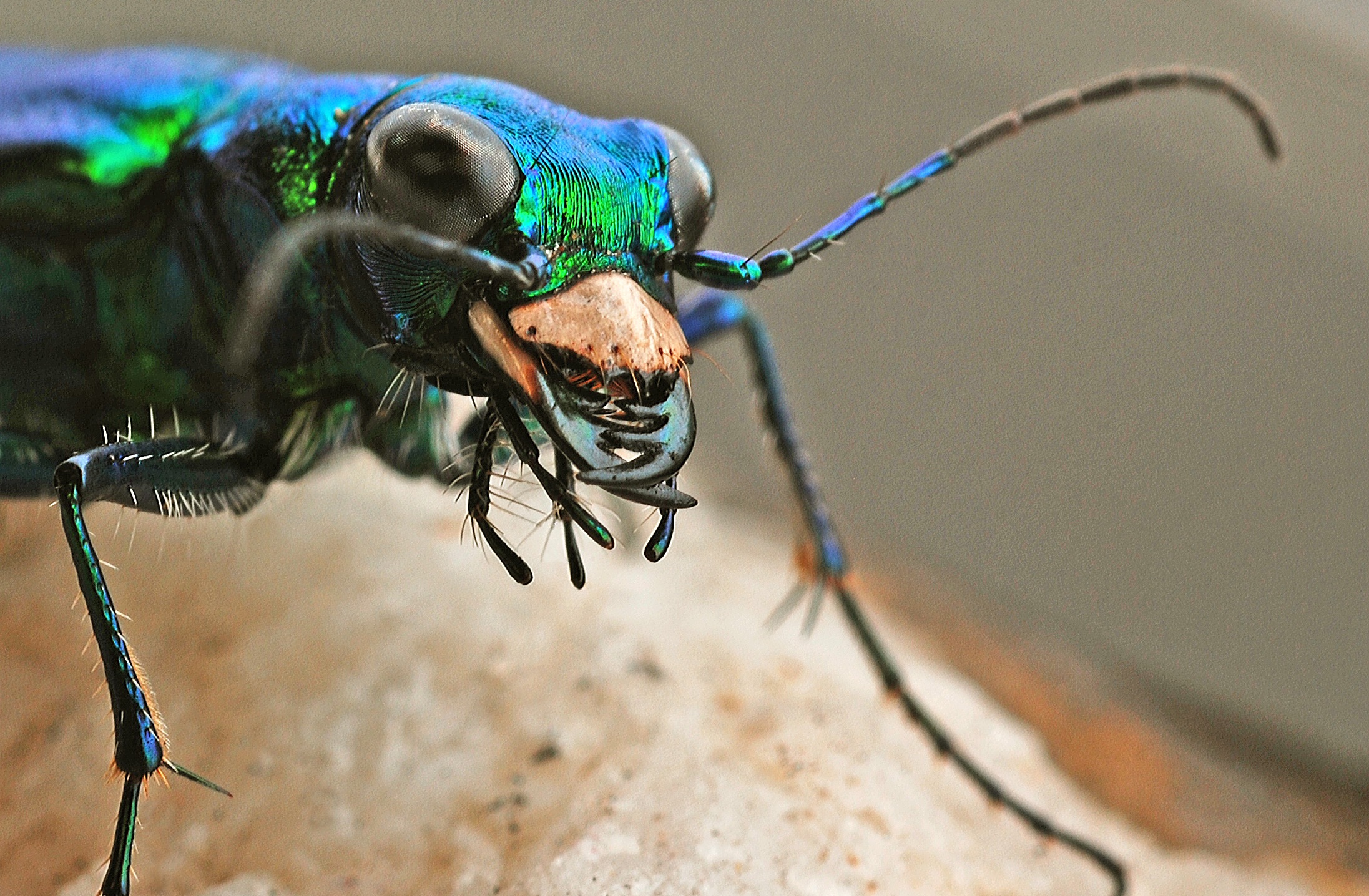 Tiger Beetles: The Quick and The Dead – Bugs In Our Backyard