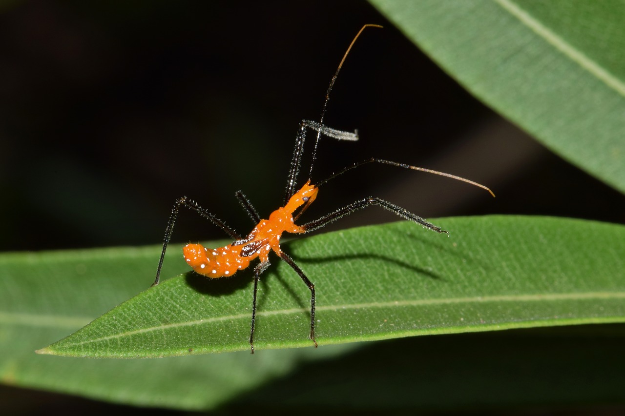 Assassin Bugs: Ruthless Garden Predators