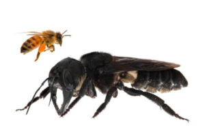 Image of a honeybee above a Wallace's Giant Bee