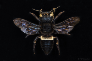 Specimen of a Wallace's Giant Bee