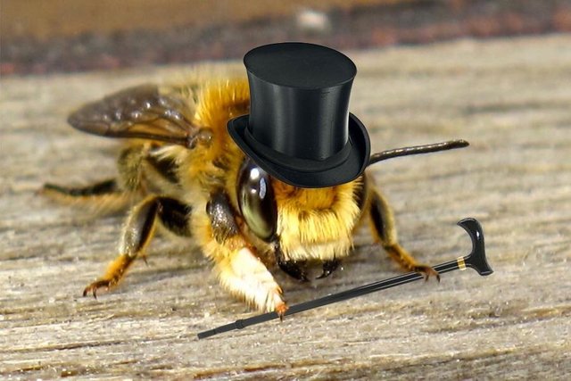 Early-Mid-Week Pickup: Real Bees, Fake Top Hats
