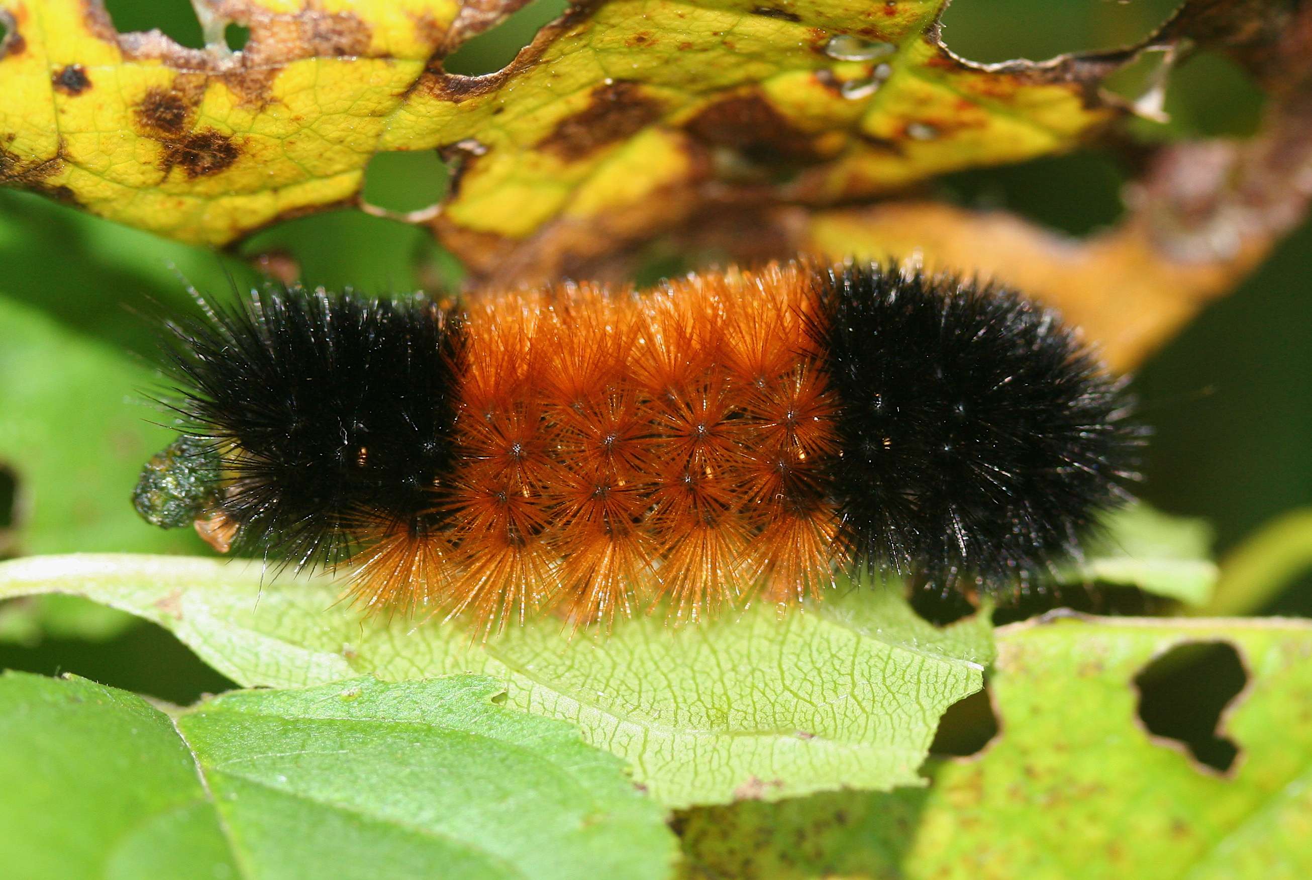 Creature Feature: Wooly Bear Caterpillar