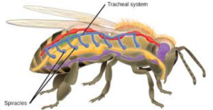 Animated bee with diagram of spiracles and tracheal system