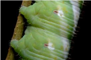 Close up of two segments of a caterpillar with two small holes in the side 