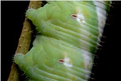 Splices Insects Why insects always have a stitch in their side – Bugs In Our Backyard
