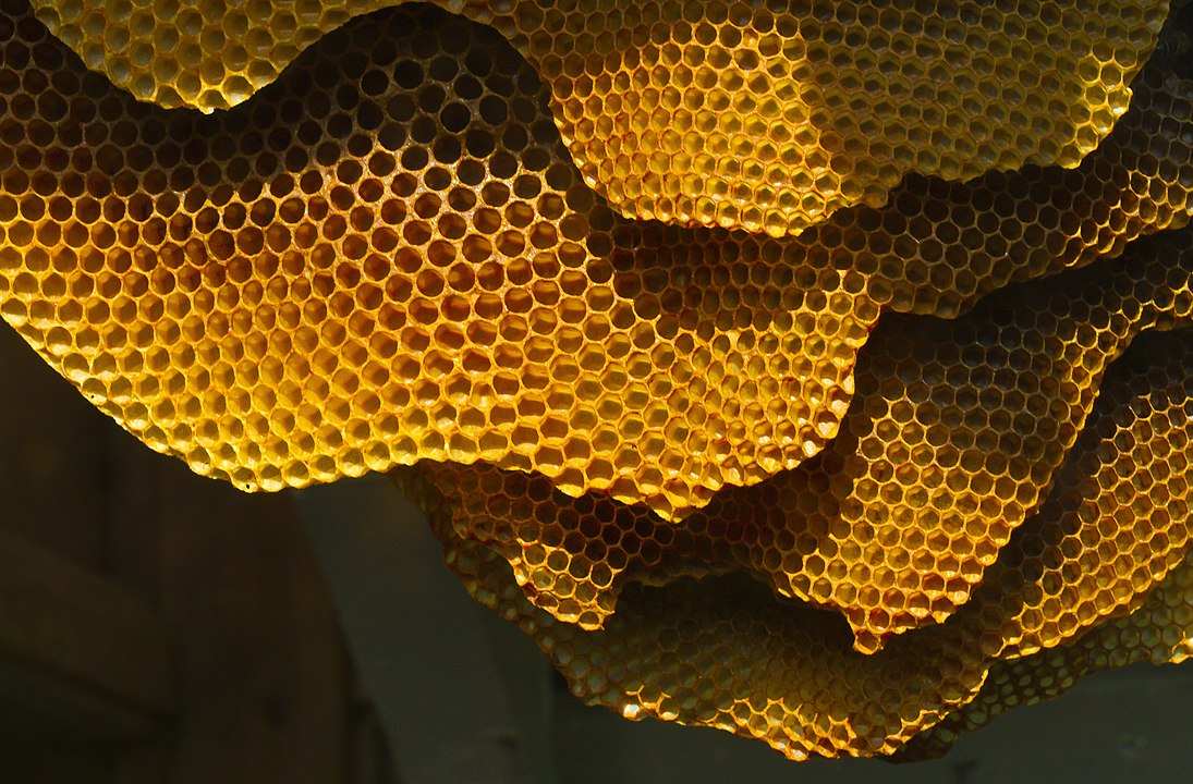 The Fascinating History of Honey