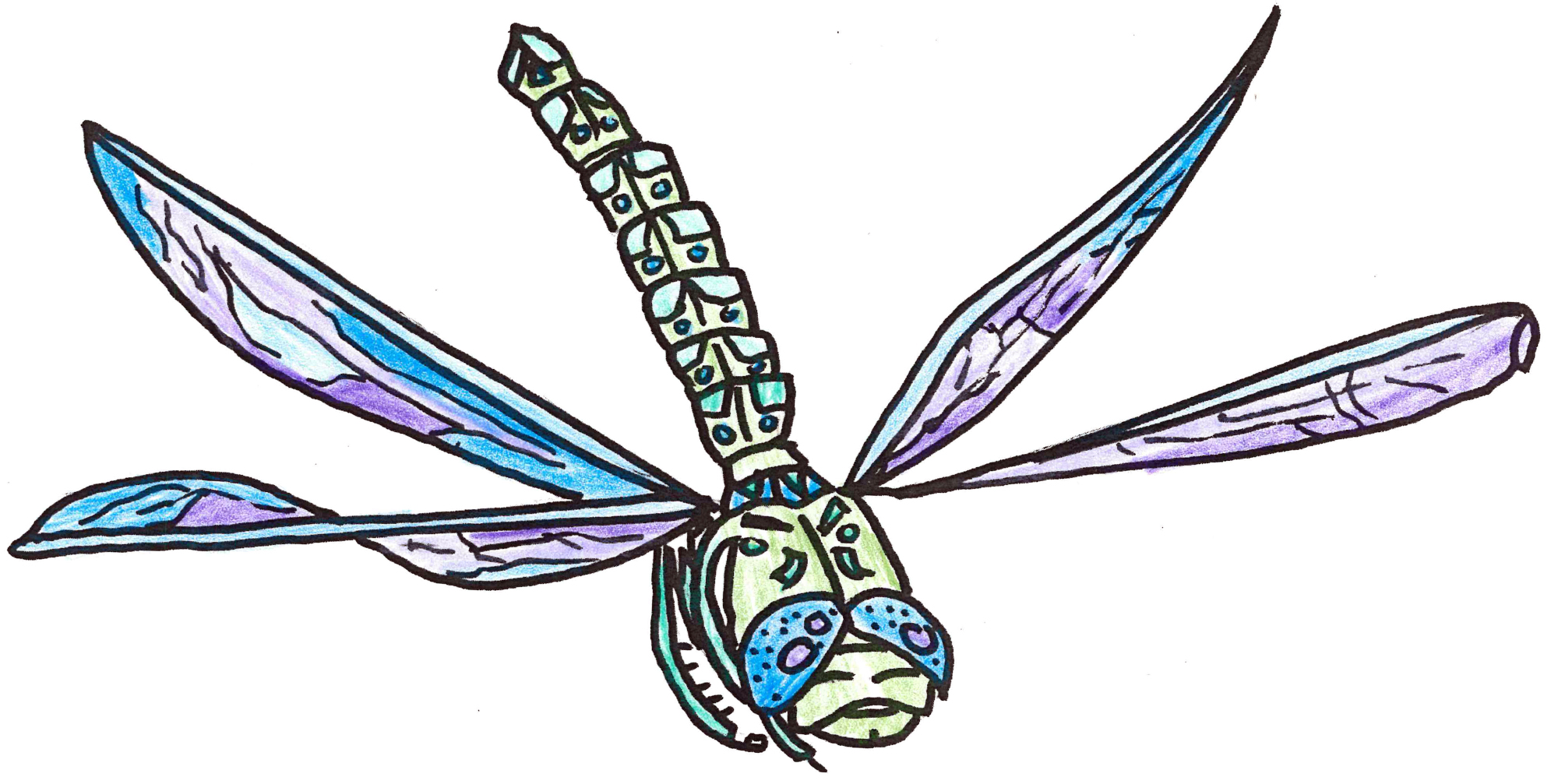 The Bugs In Our Backyard Coloring Book!
