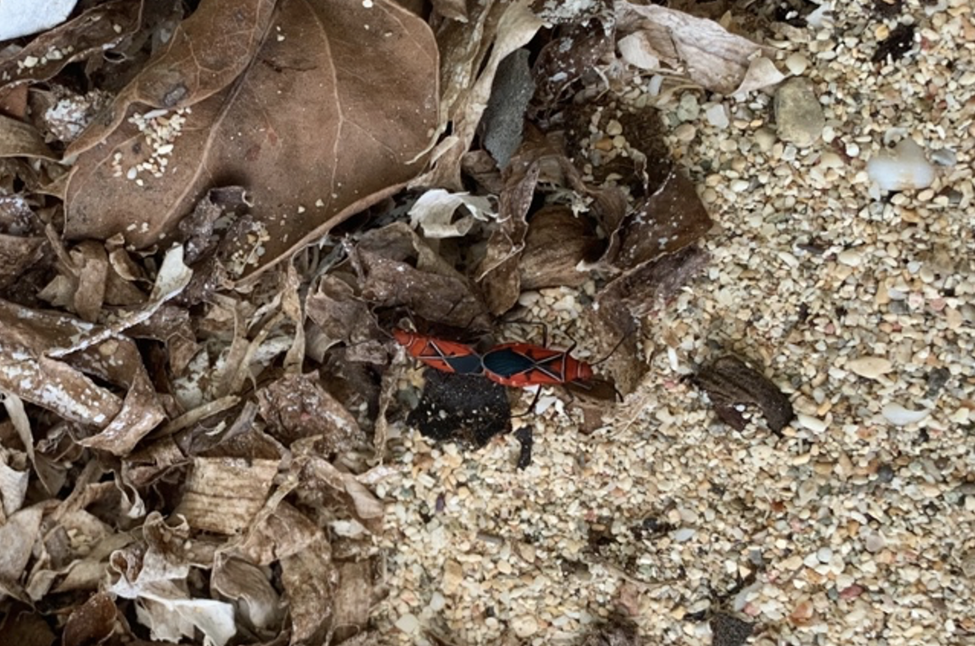 Red Bugs in the Virgin Islands
