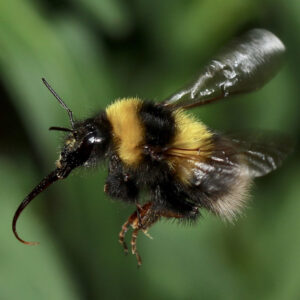 queen bumble bee sting