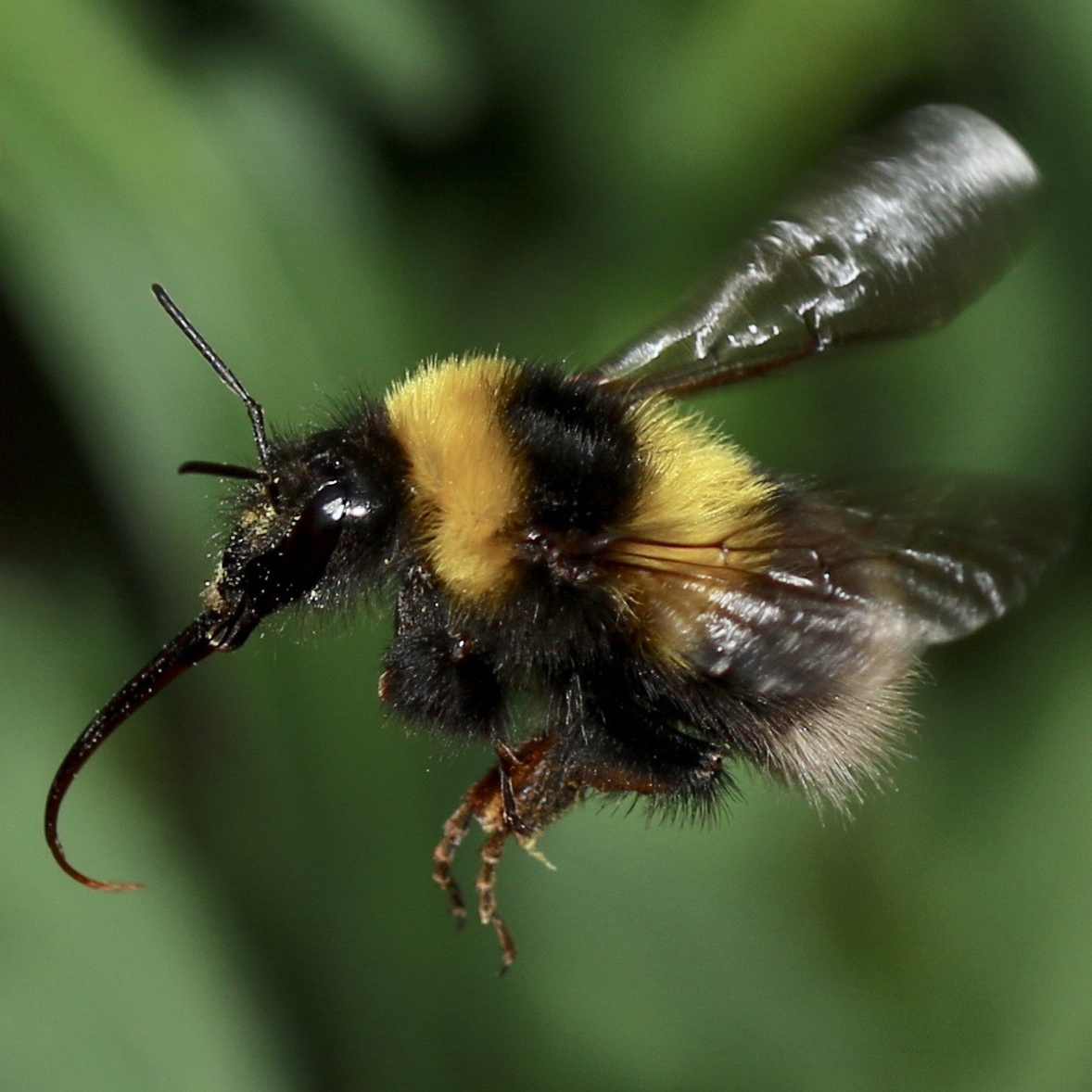 Bumble Bees In Our Backyard – Bugs In Our Backyard