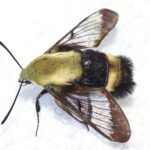 Snowberry clearwing, Hemaris diffinis