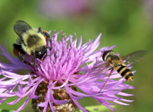 bumble bee and hoverfly 