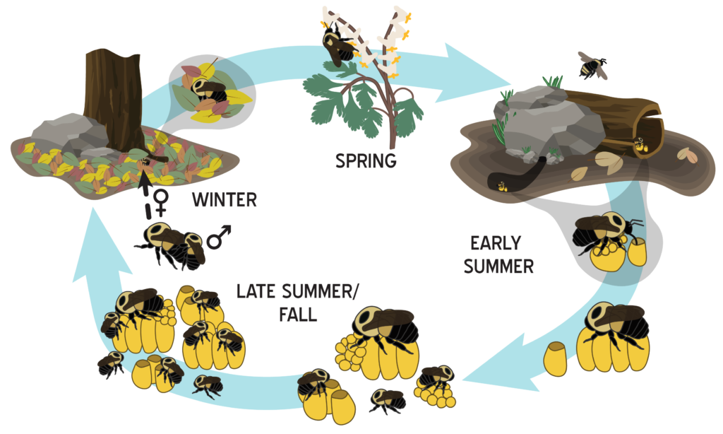 bumble bee life cycle