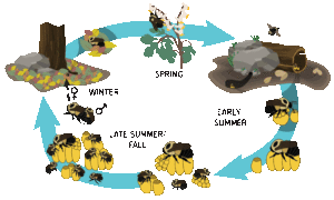 Bumble bee life cycle