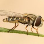 hoverfly image